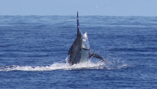 REPORT: Cairns marlin season winds down